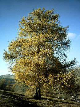 Larix decidua