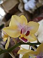 Phalaenopsis 'Little Kolibri' close-up