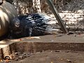 Indian crested porcupine