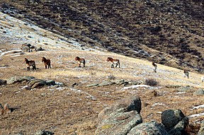 Przewalski-Pferde im Nationalpark