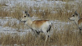 Mongoolse gazelle