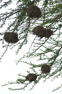 Several round birds' nests are fixed onto the smaller branches of a tree