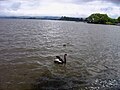 Article Lake Rotorua, Black Swan