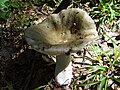 Russula heterophylla