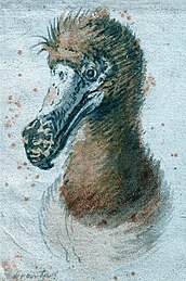 Painting of a dodo head from the chest up