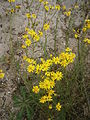 Senecio inaequidens