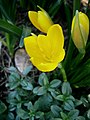 Sternbergia lutea flower