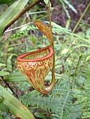 Nepenthes pitopangii; Celebes