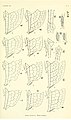 Wing venation 3.Synthemis eustalacta male, 4.Synthemis eustalacta female, 7.Synthemis macrostigma male, 8.Synthemis macrostigma female, 15.Synthemis macrostigma pterostigma