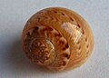 A shell of Tanea zelandica