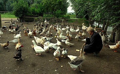 Toulouseganzen zijn groepsdieren die ook goed met andere watervogels in een groep kunnen leven.