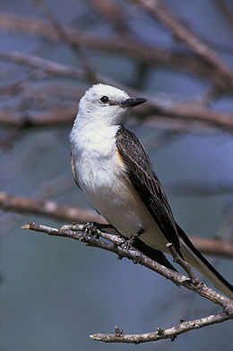 Ollósfarkú tirannusz (Tyrannus forficatus)