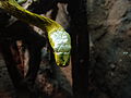 Western green mamba Dendroaspis angusticeps at Wilmington's Cape Fear Serpentarium