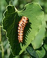 Osterluzeifalter (Zerynthia polyxena), Raupe