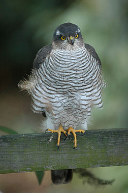 Karvaly (Accipiter nisus)