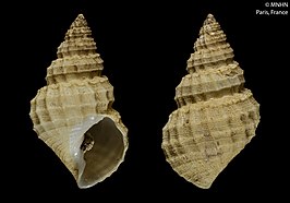 Admetula affluens