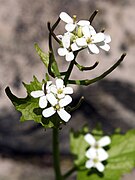 Noen av blomstene erstattet av frukten som er lang og smal.