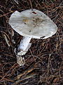 !!Amanita proxima!!