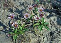 5025 Røros Sibirstjerne Eurybia sibirica (= Aster sibiricus)