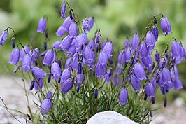 Campanula cespitosa