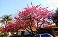 Prunus Serrulata im Ponta Grossa, Südbrasilien