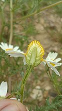 Lengtedoorsnede bloemhoofdje