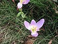 Colchicum speciosum inside of the flower