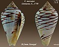 Conus mercator Linnaeus, C., 1758