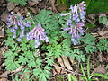 Corydalis solida