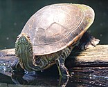 Chicken turtle basking