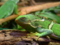 A Fiji Crested iguana, Brachylophus vitiensis, Melbourne zoo.