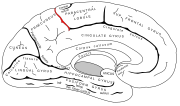 Marginal branch of cingulate sulcus.