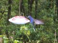 White-necked Jacobin