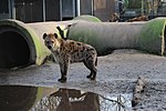 Hyena