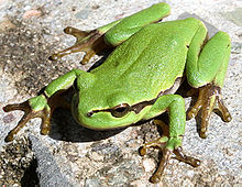 2008 Europäischer Laubfrosch