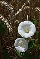 Calystegia sepium