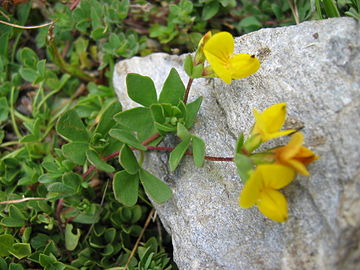 Lotus alpinus