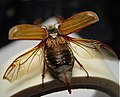 Männlicher Feldmaikäfer (Melolontha melolontha) beim Abflug mit geöffneten Deckflügeln