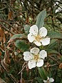 Crataegus germanica