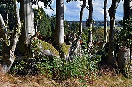 Heggenlandschap bij Imgenbroich