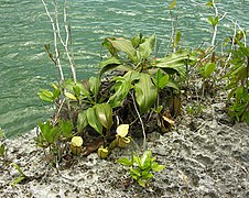 N. treubiana na brzegu morskim