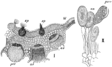 Zeichnung eines blattes und von Myzel im Querschnitt