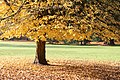 Parrotia persica