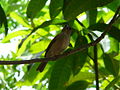 Graukopfsperling Grey-headed Sparrow