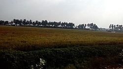 Agricultural fields in Pinapadu (rural)