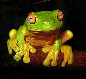 Australischer Rotaugenlaubfrosch (Litoria chloris)