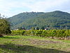 Rothenberg with Madenburg: Blick von east near the Leinsweiler