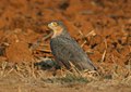 Accipiter rufiventris