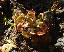 Rundblättriger Sonnentau (Drosera rotundifolia)