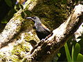 Ein Tieke auf Ulva Island, New Zealand, ein Vogelschutzgebiet vor der Küste von Stewart Island/Rakiura, wo eine größere Population von Südinsel-Sattelvögeln bewahrt wird.